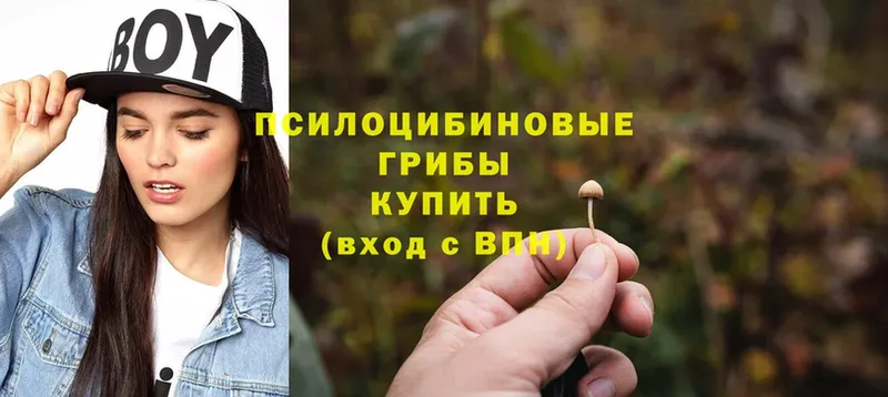 закладки  Дудинка  Псилоцибиновые грибы Psilocybe 